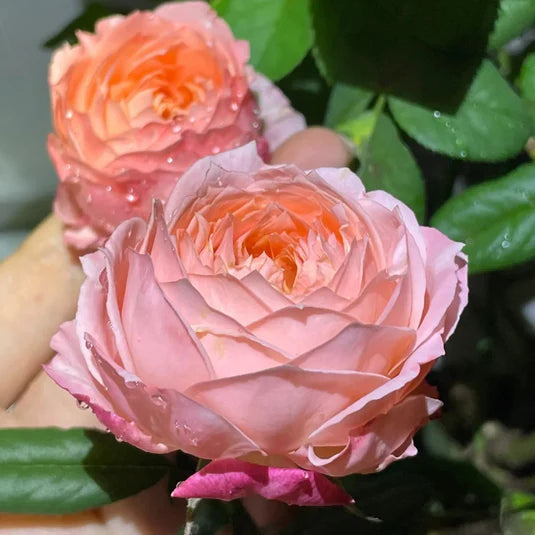 Rose japonaise Princesse Sakura (Fleur de cerisier)