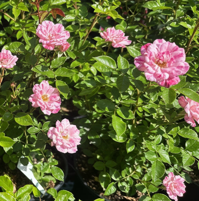 Japanse Roos BI – Hime (Princess) (NEW 2026)