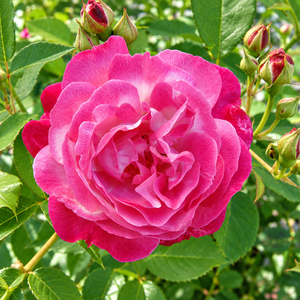 Sofies's Dauerblühende Rose