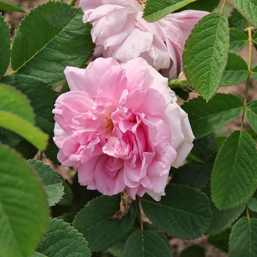 Quatre Saisons