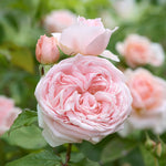 Rose japonaise Princesse Hitomi (Histoire magnifique)