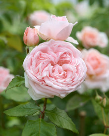 Japanische Rose Prinzessin Hitomi (Wunderschöne Geschichte)