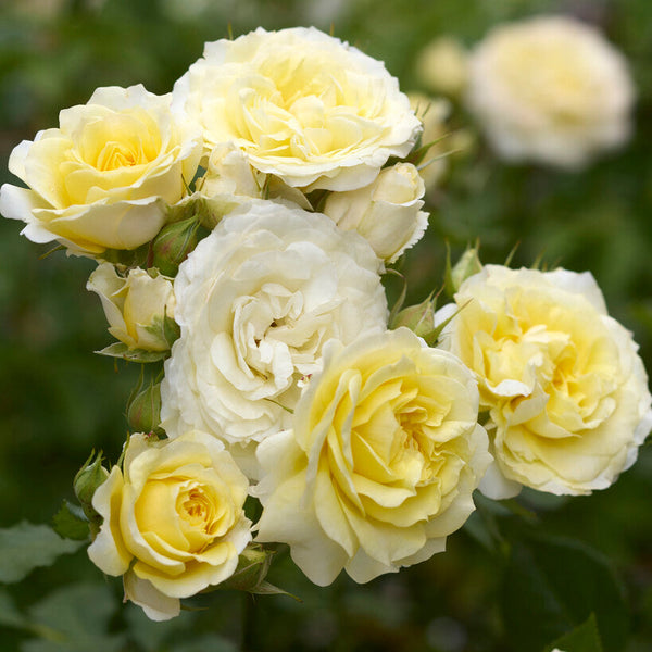Rose japonaise Princesse Hoshi (Étoile)