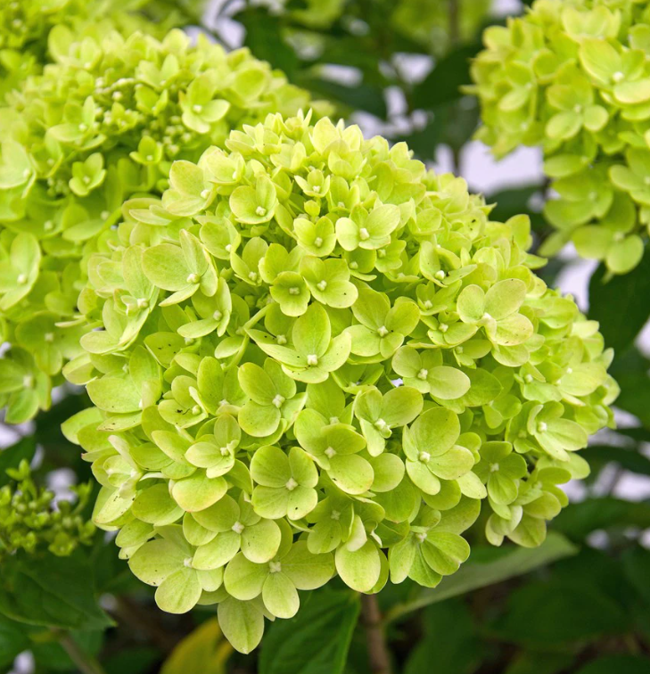 Hydrangea paniculata 'Little Lime'