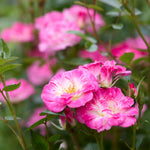 Japanische Rose BI – Hime (Prinzessin)