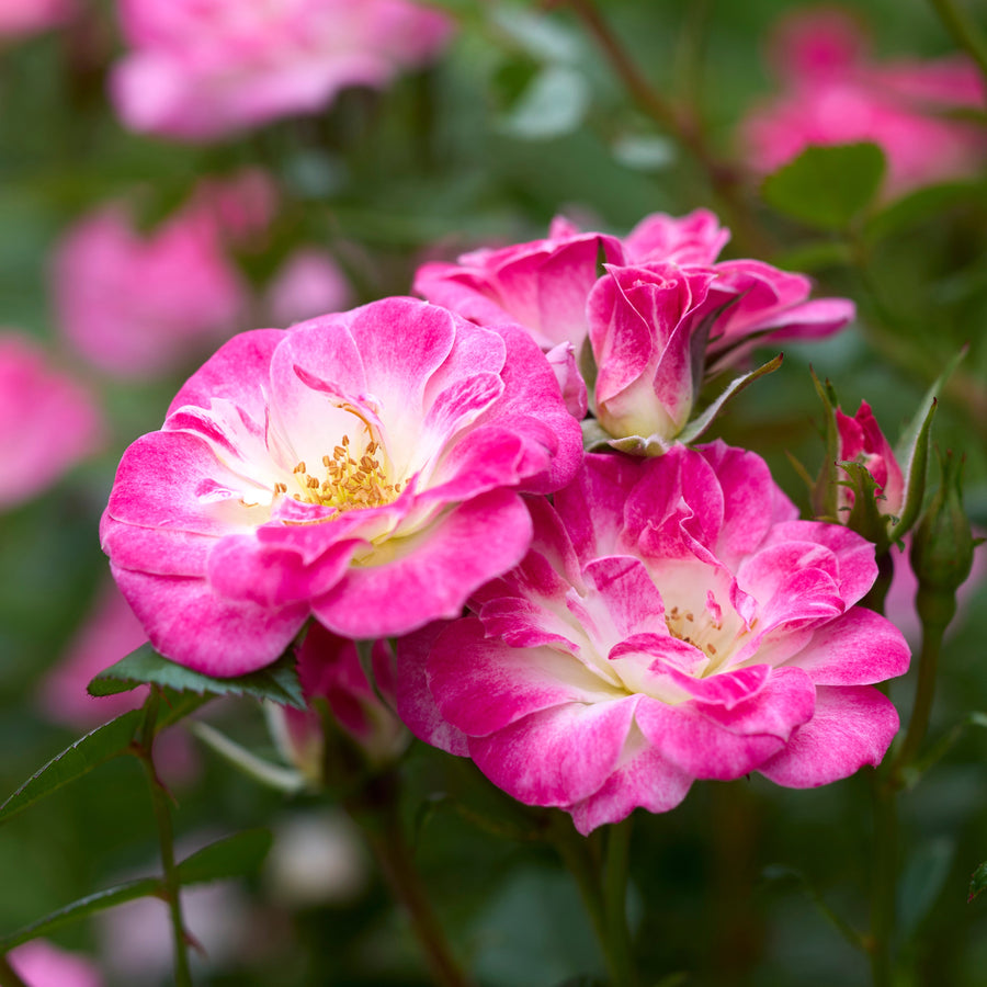 Japanische Rose BI – Hime (Prinzessin)