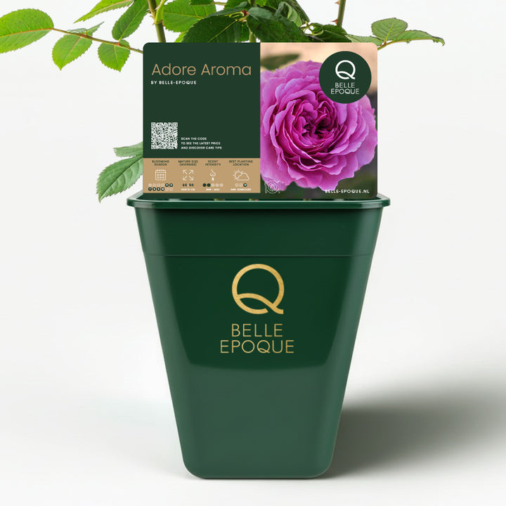 Edible rose - Adore Aroma