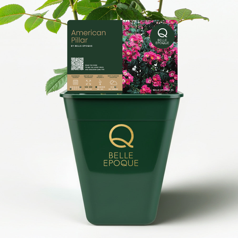 American Pillar (XL climbing rose)