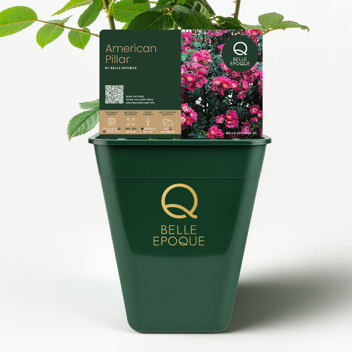 American Pillar (XL climbing rose)