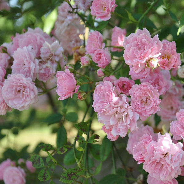Banksiae rose (XL Climbing rose)