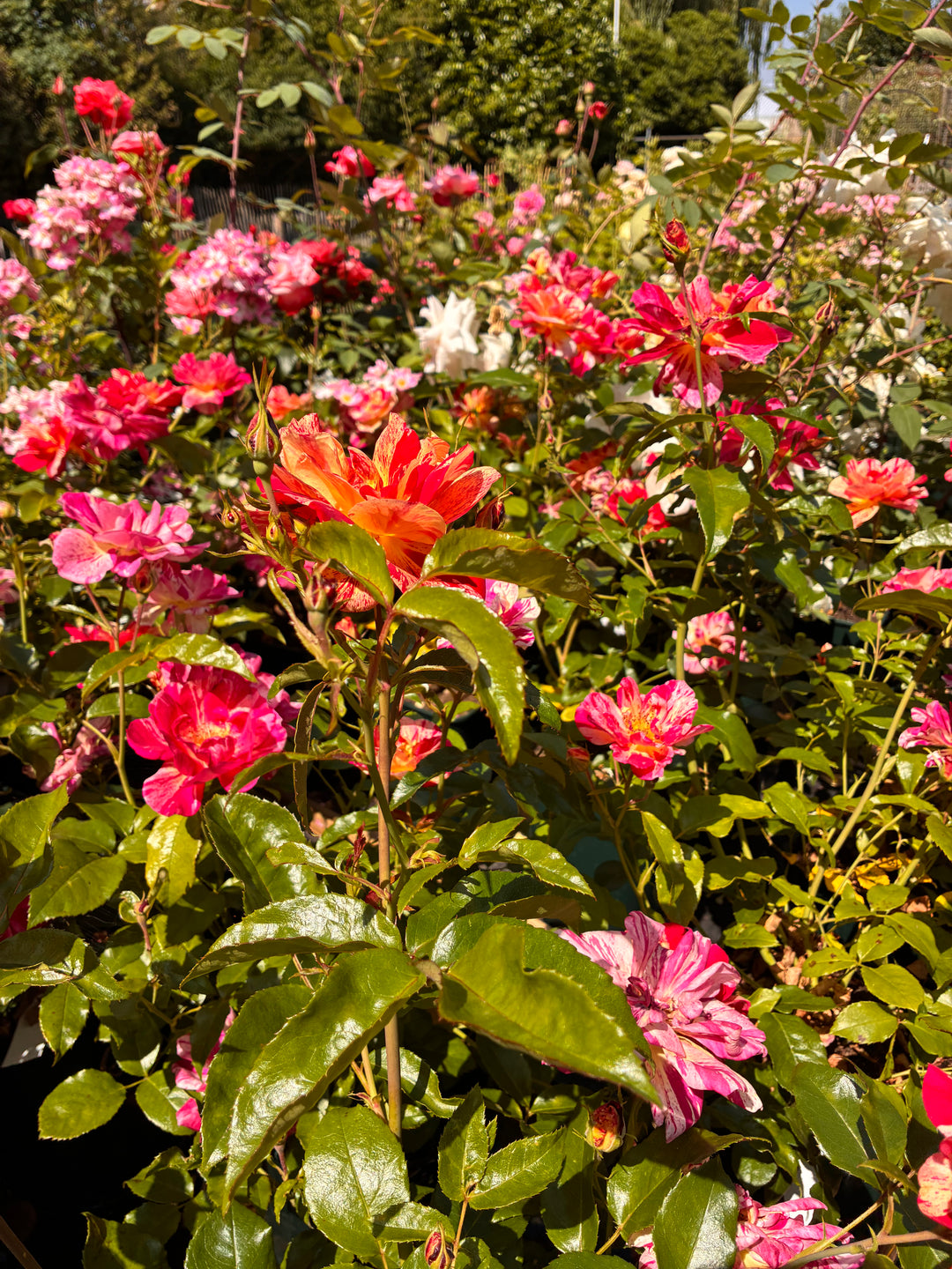 Japanese Rose BI – Kirari (Sparkling) (NEW 2026)