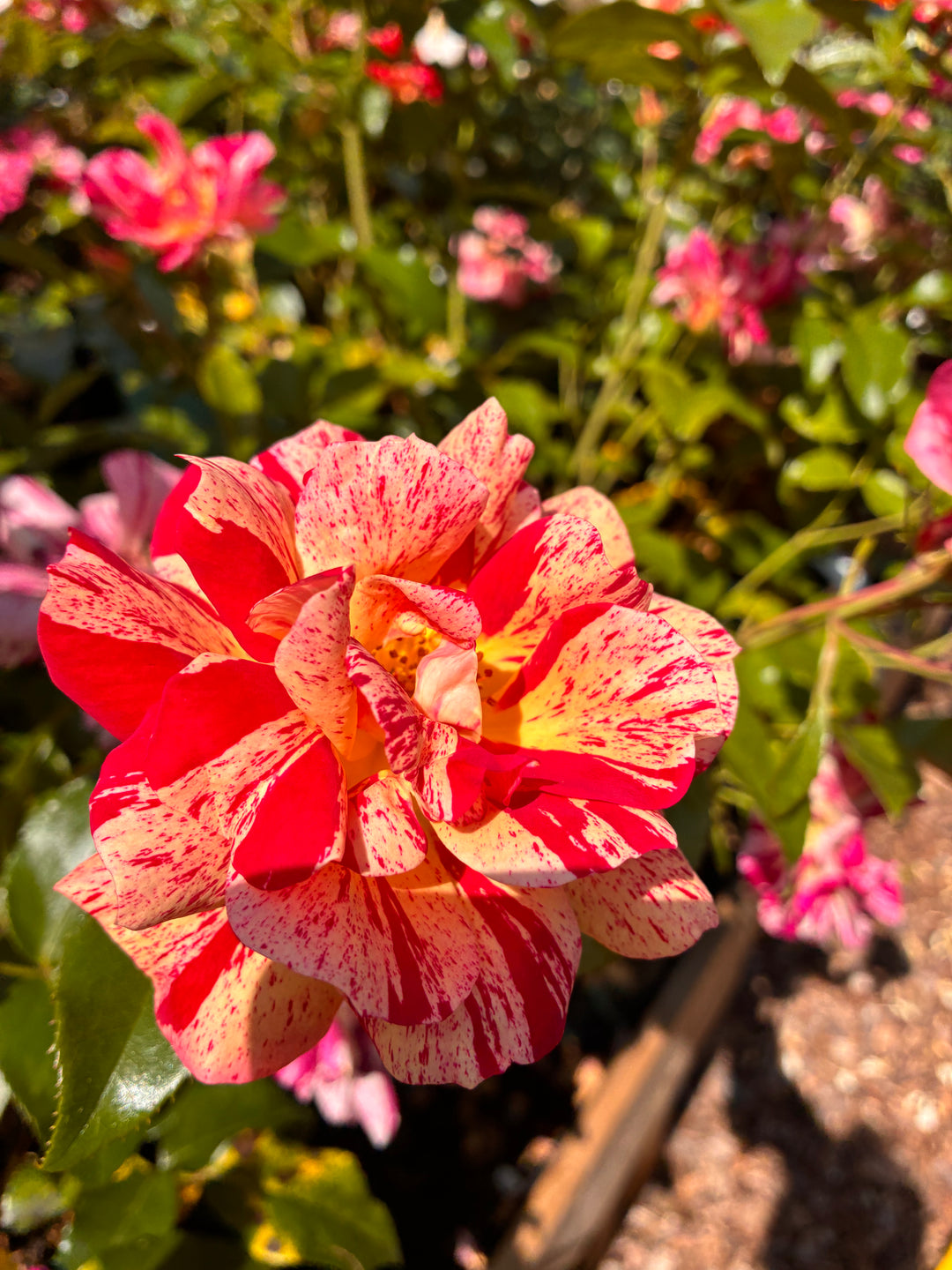 Japanese Rose BI – Kirari (Sparkling) (NEW 2026)