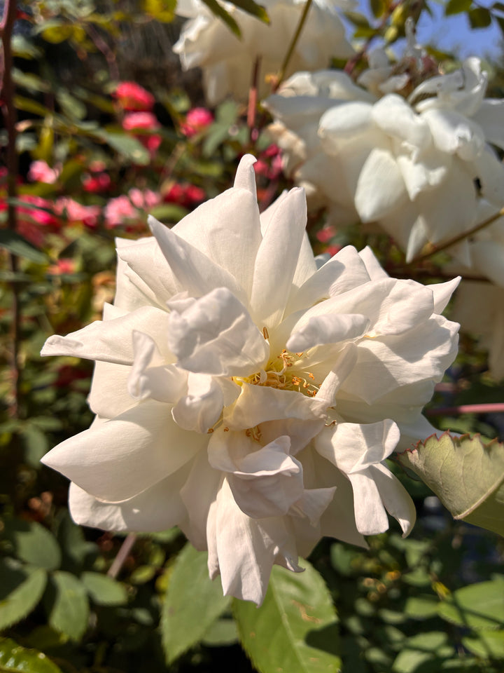 Japanese Rose BI – Tashiawase (Much Happiness) (NEW 2026)