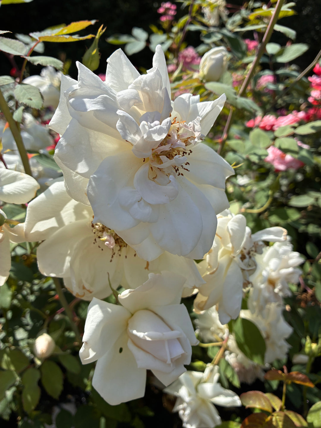 Japanese Rose BI – Tashiawase (Much Happiness) (NEW 2026)