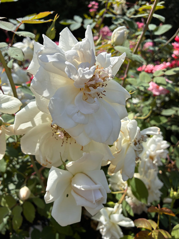 Japanese Rose BI – Tashiawase (Much Happiness) (NEW 2026)