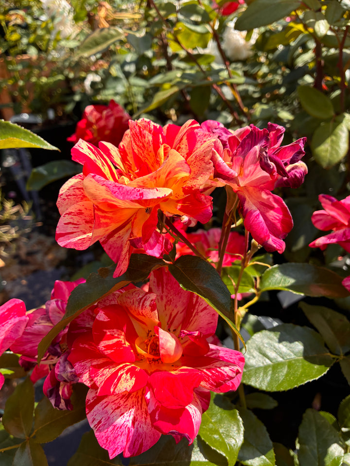 Japanese Rose BI – Kirari (Sparkling) (NEW 2026)