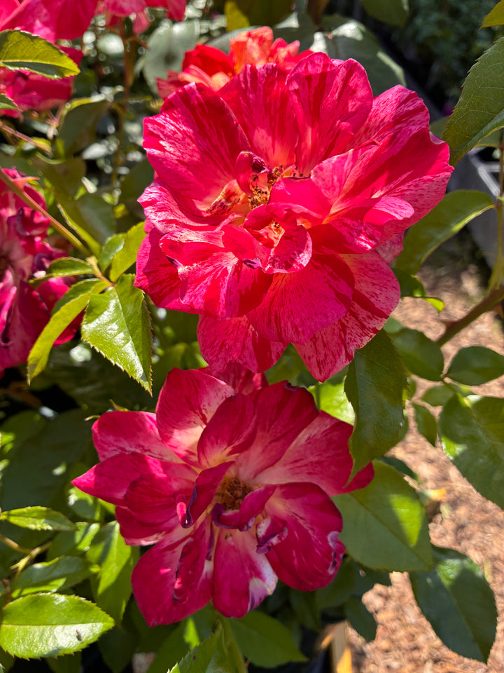 Japanese Rose BI – Kirari (Sparkling) (NEW 2026)