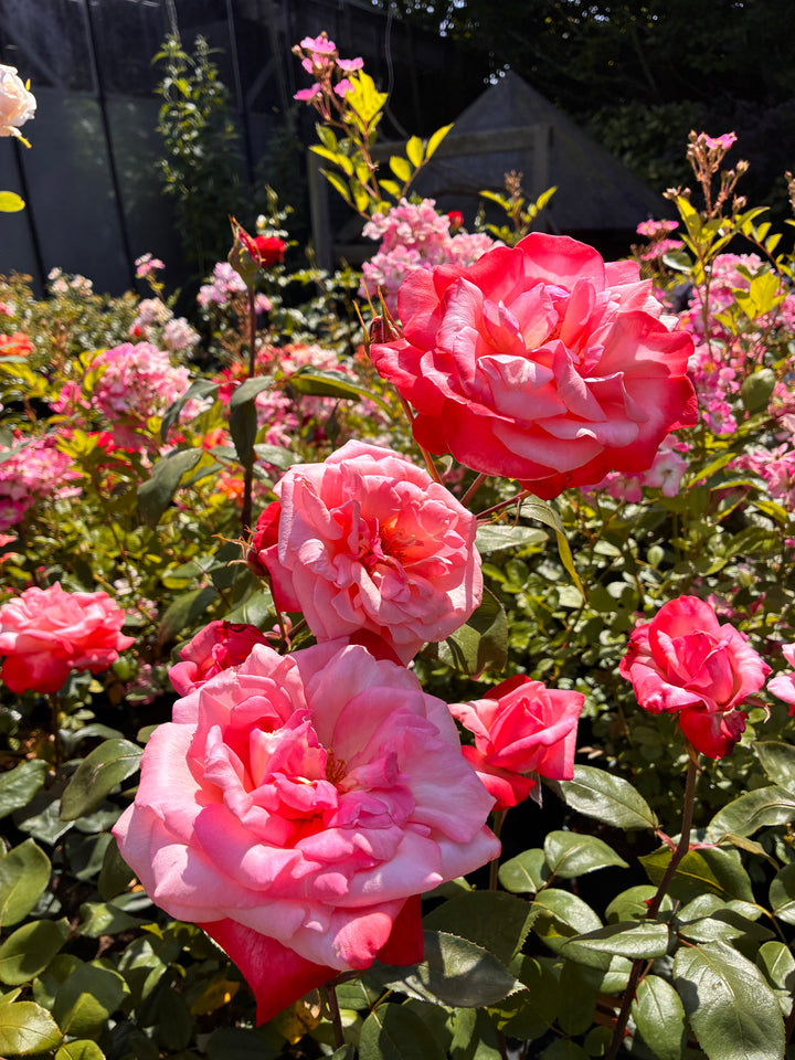 Japanese Rose BI – Tancho (Red Crown Mark) (NEW 2026)