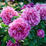 English Roses Mix | David Austin® Collection (4 roses)