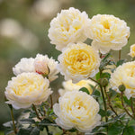 English Roses Mix | David Austin® Collection (4 roses)