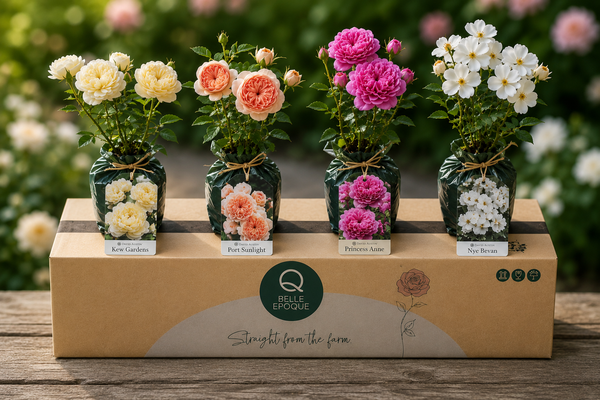 English Roses Mix | David Austin® Collection (4 roses)