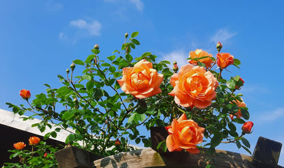 Lady of Shalott