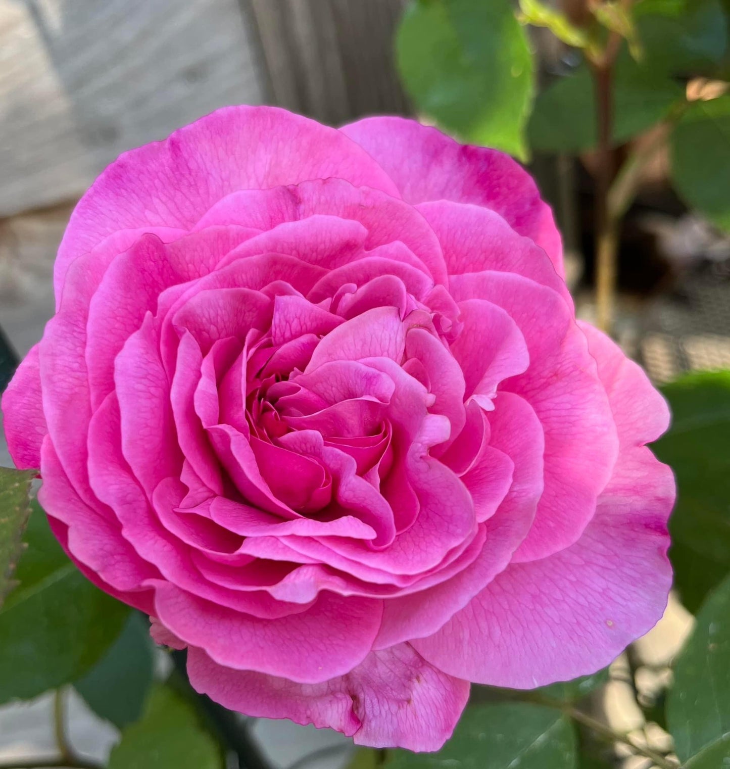 Gertrude Jekyll (Ausboard) (Karotte)