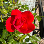 Bijenweelde Rood