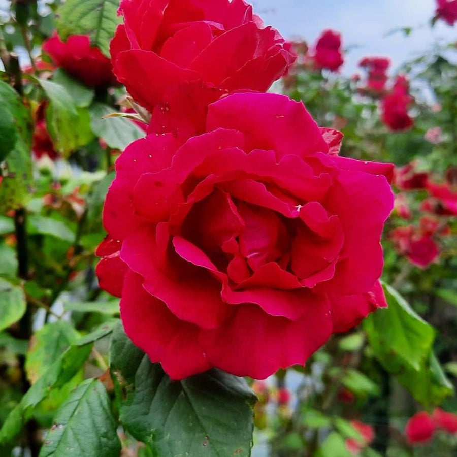 Pauls Scharlachrote Kletterrose (XL Kletterrose)