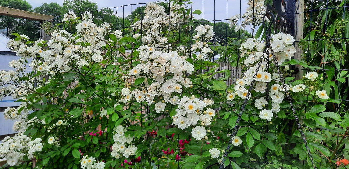 Garland of Love (op stam)