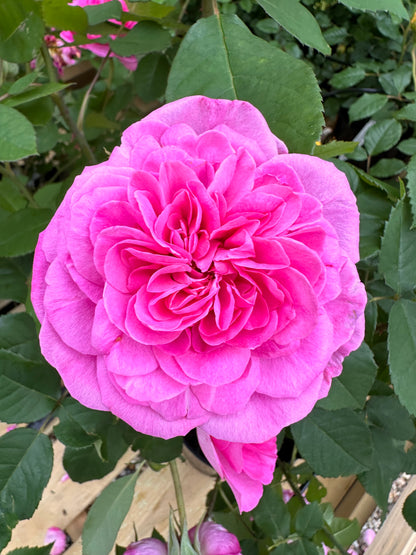 Gertrude Jekyll (Ausboard) (Karotte)