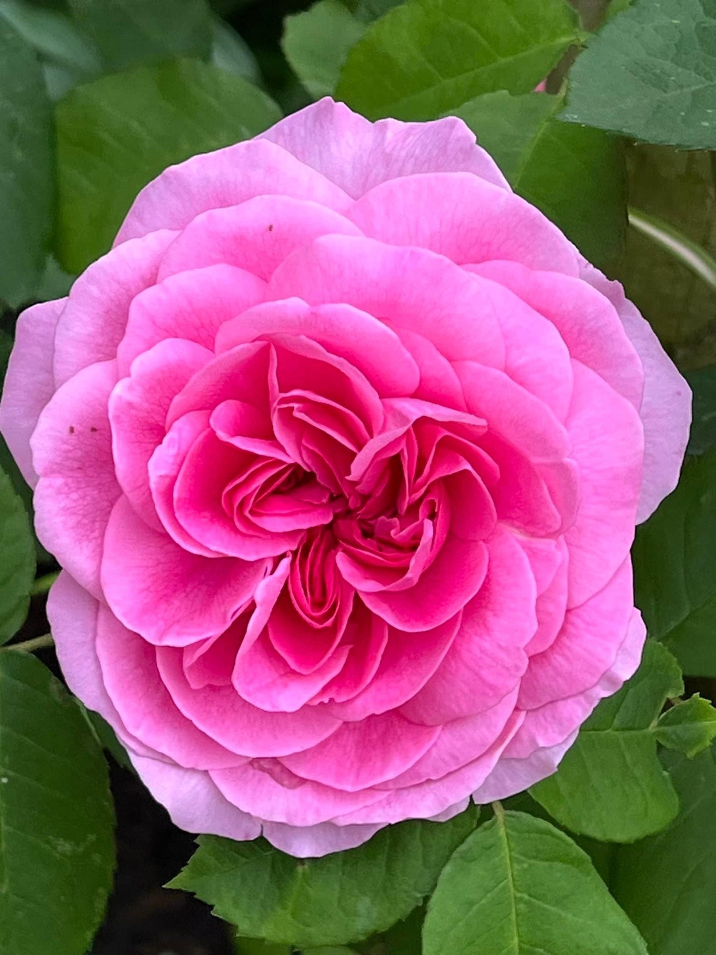 Gertrude Jekyll (Ausboard) (Karotte)