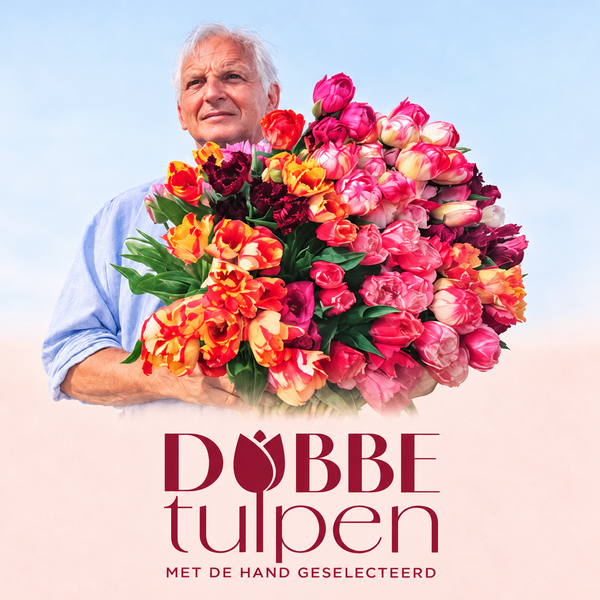 Dobbe Tulip Mix – 50 hand-selected tulip bulbs