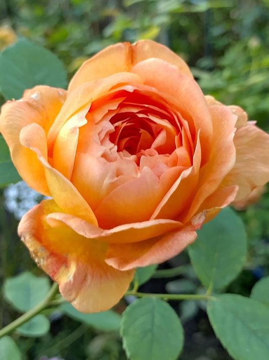 Lady of Shalott (Ausnyson) (on stem)