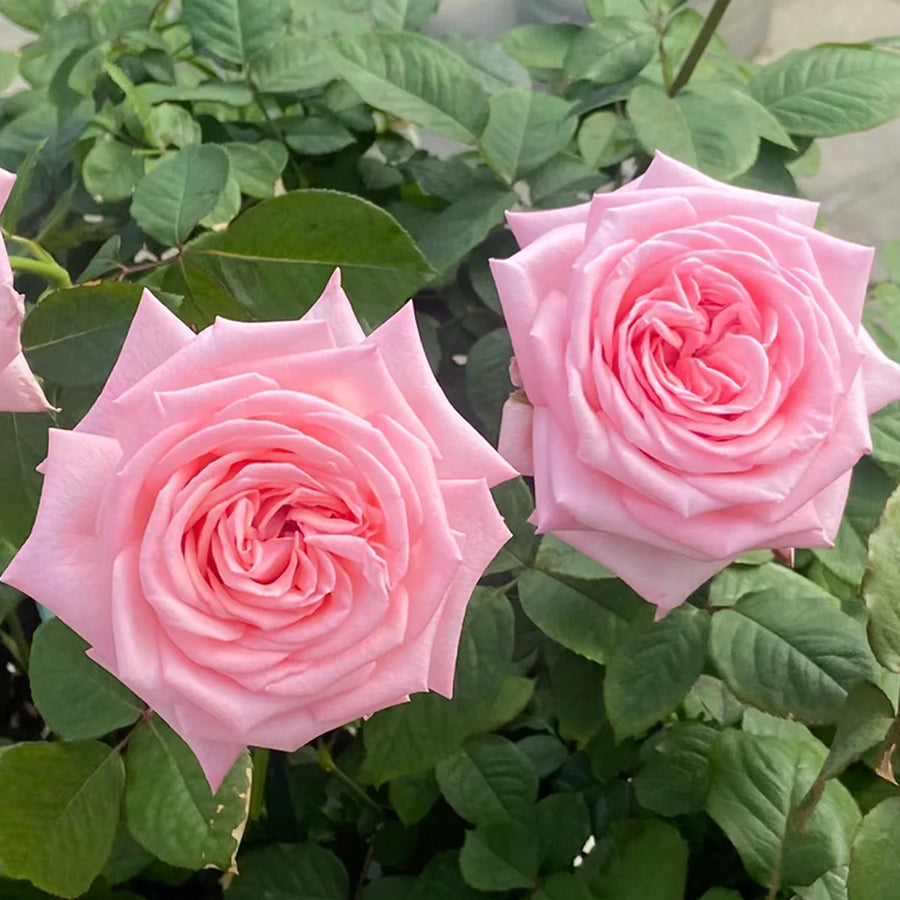 Pink O Hara
