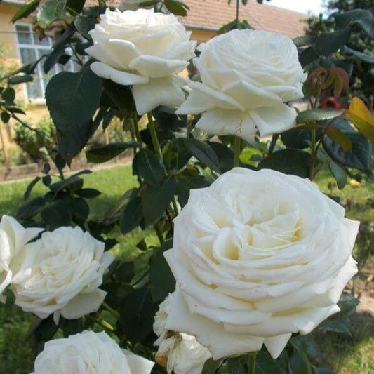 Rosa japonesa Miyabi Gen (Wabara)