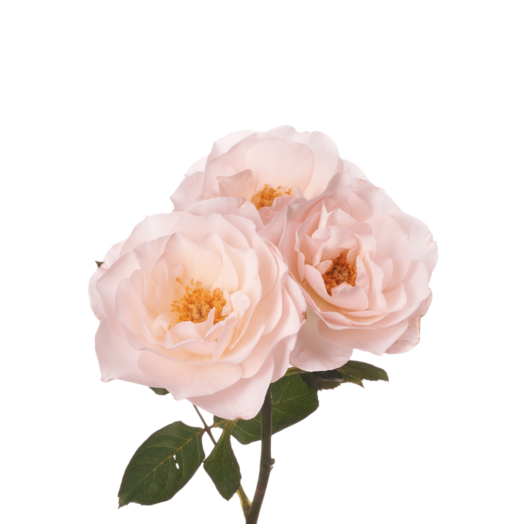 English Miss (12 pieces)