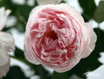 Pfingstrose Rosa