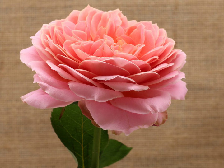 Romantic Antike (12stuks)