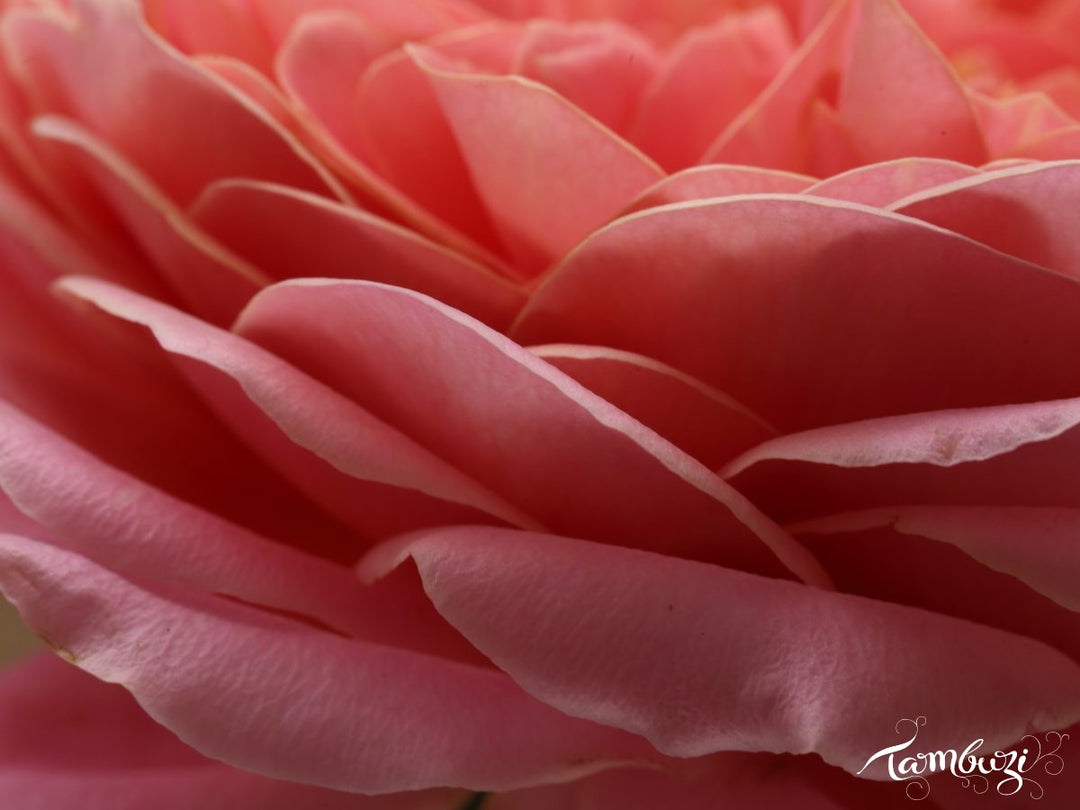 Romantic Antike (12stuks)