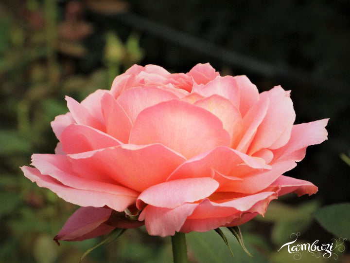 Romantic Antike (12stuks)