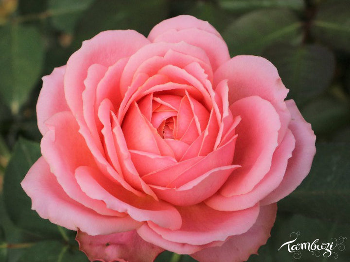 Romantic Antike (12stuks)