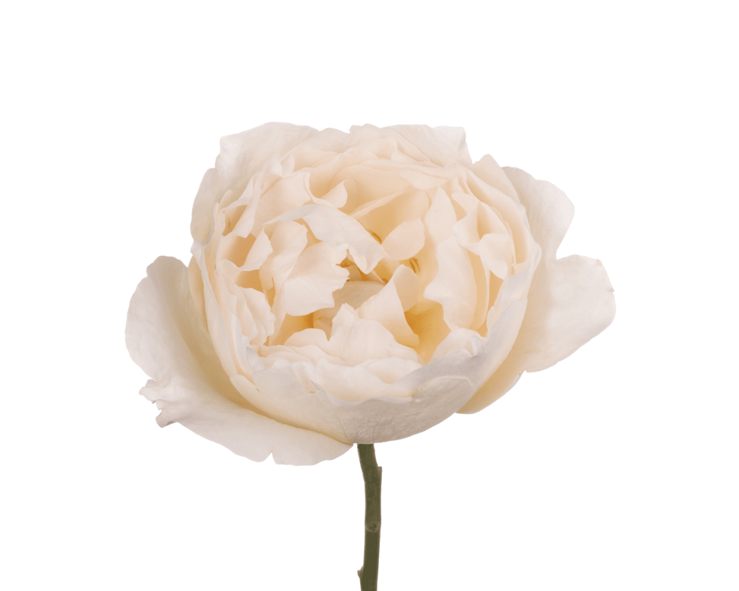 Yves Piaget Cream (12 pieces)