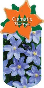 Clematis 'Blue Eyes'