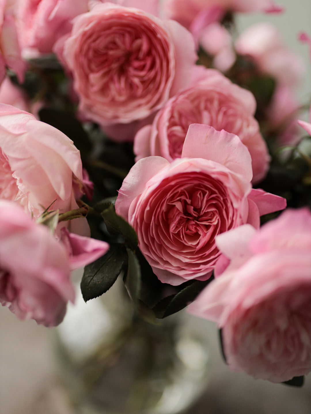 David Austin Constance (12stuks)