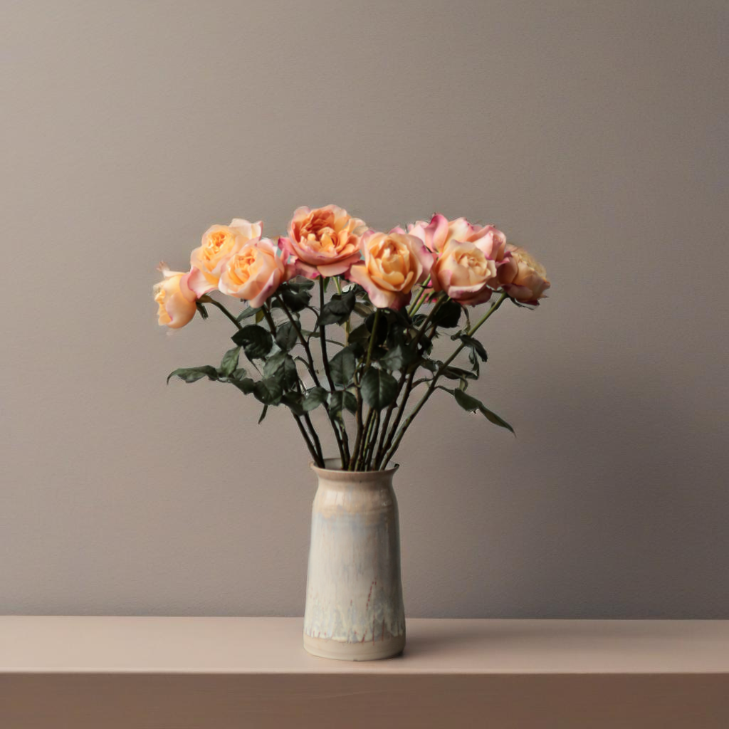 David Austin Edith (12stuks)