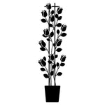 Banksiae White (XL climbing rose)