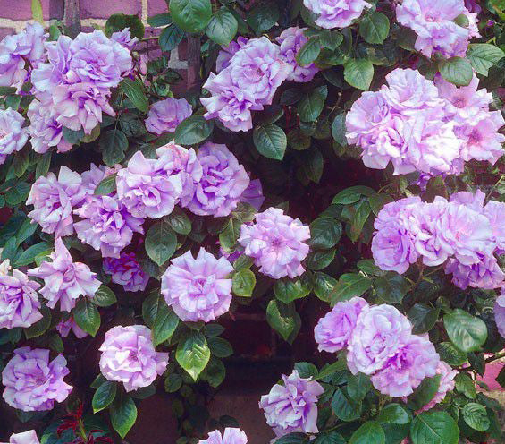 Indigoletta (Grande rose grimpante)