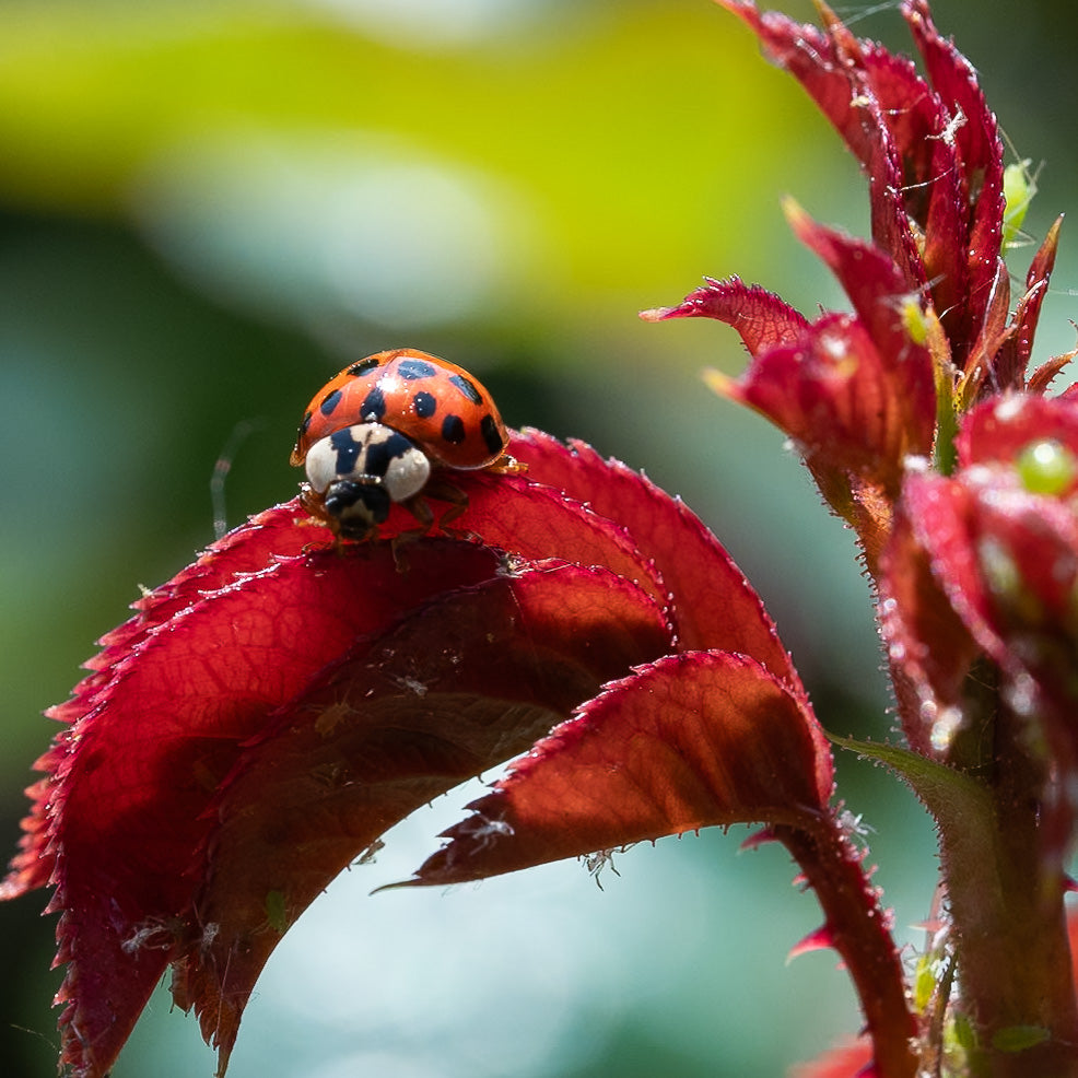 Geteeld mét de natuur