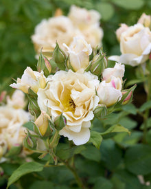 Japanische Rose Ioli